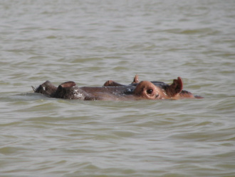 02 Gros Plan Sur L Hippo